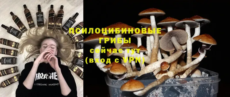 наркошоп  Зеленогорск  Галлюциногенные грибы Psilocybine cubensis 